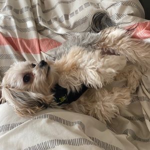 Meet your Posher, Jessie